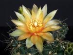 Gymnocalycium Hybride 'apricot'